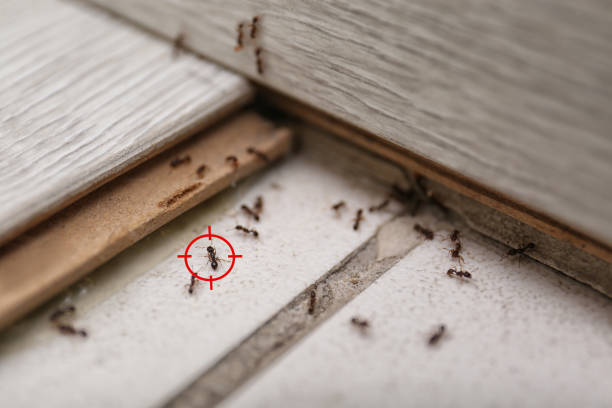 Best Exterminator Services  in Fairplains, NC