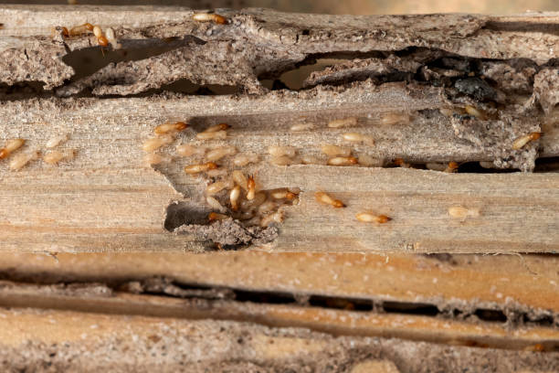 Best Best Pest Control Companies  in Fairplains, NC